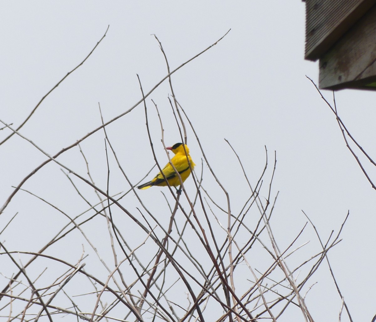 Black-naped Oriole - ML638114927