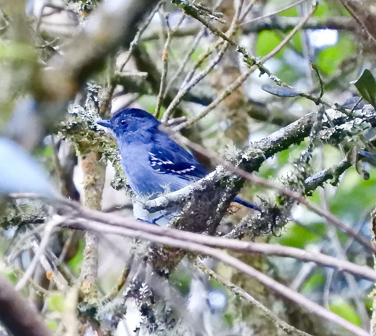 Variable Antshrike - ML638114950