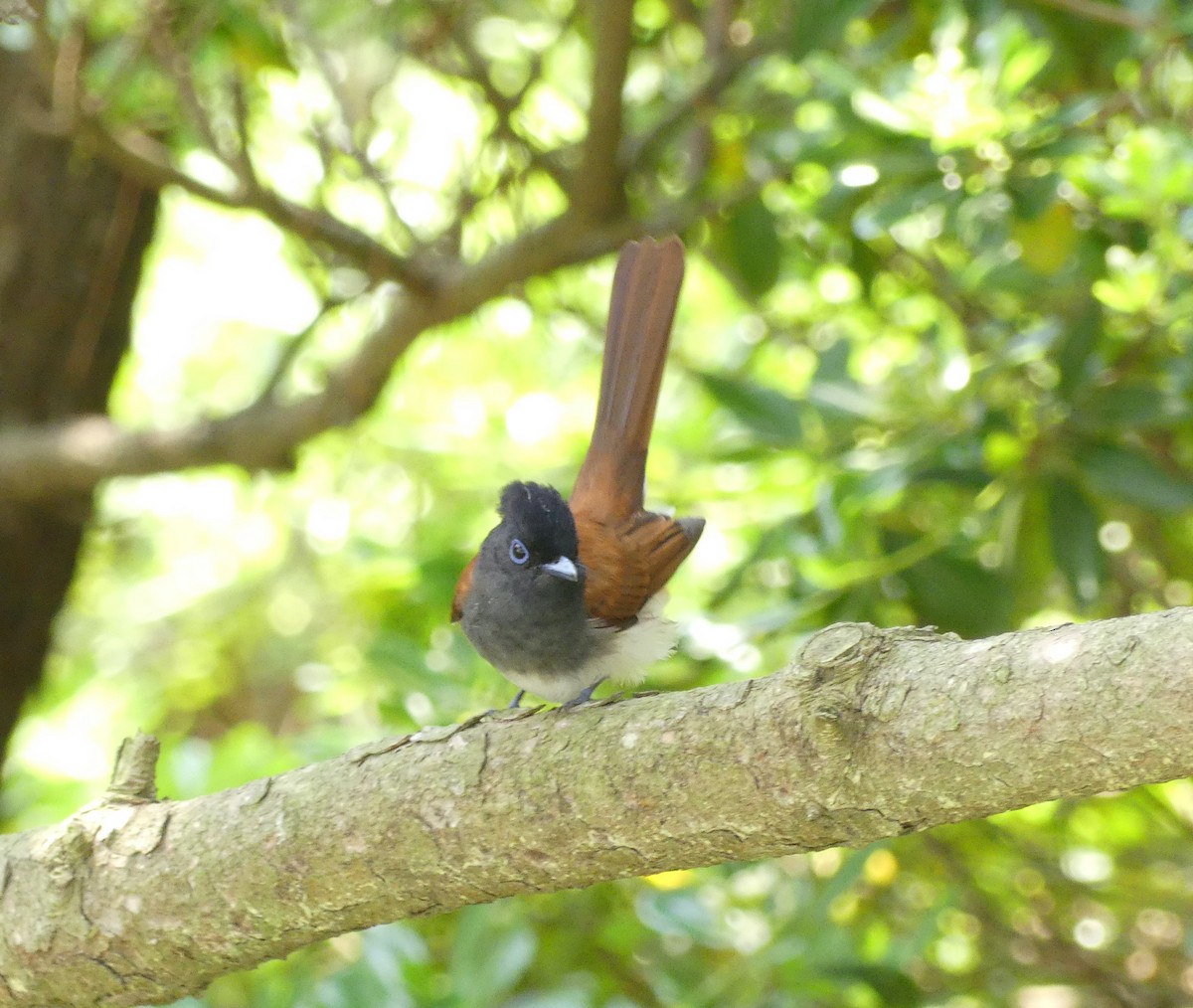 Black Paradise-Flycatcher - ML638114957