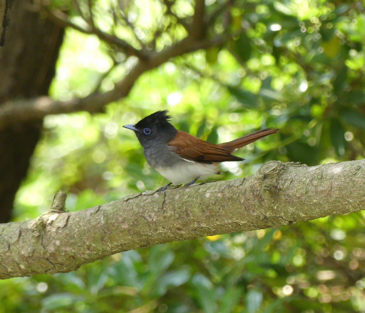 Black Paradise-Flycatcher - ML638114958