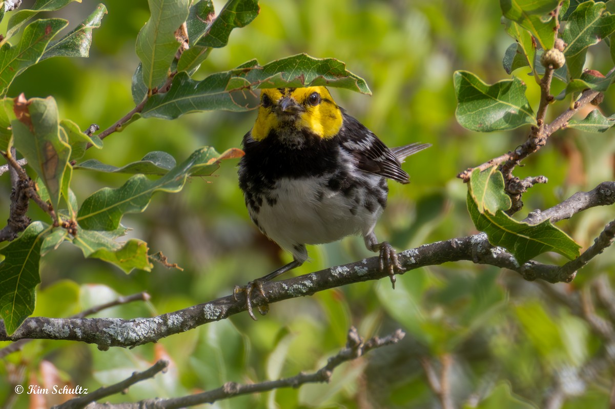Golden-cheeked Warbler - ML638114959