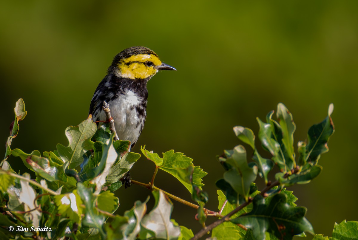 Golden-cheeked Warbler - ML638114960