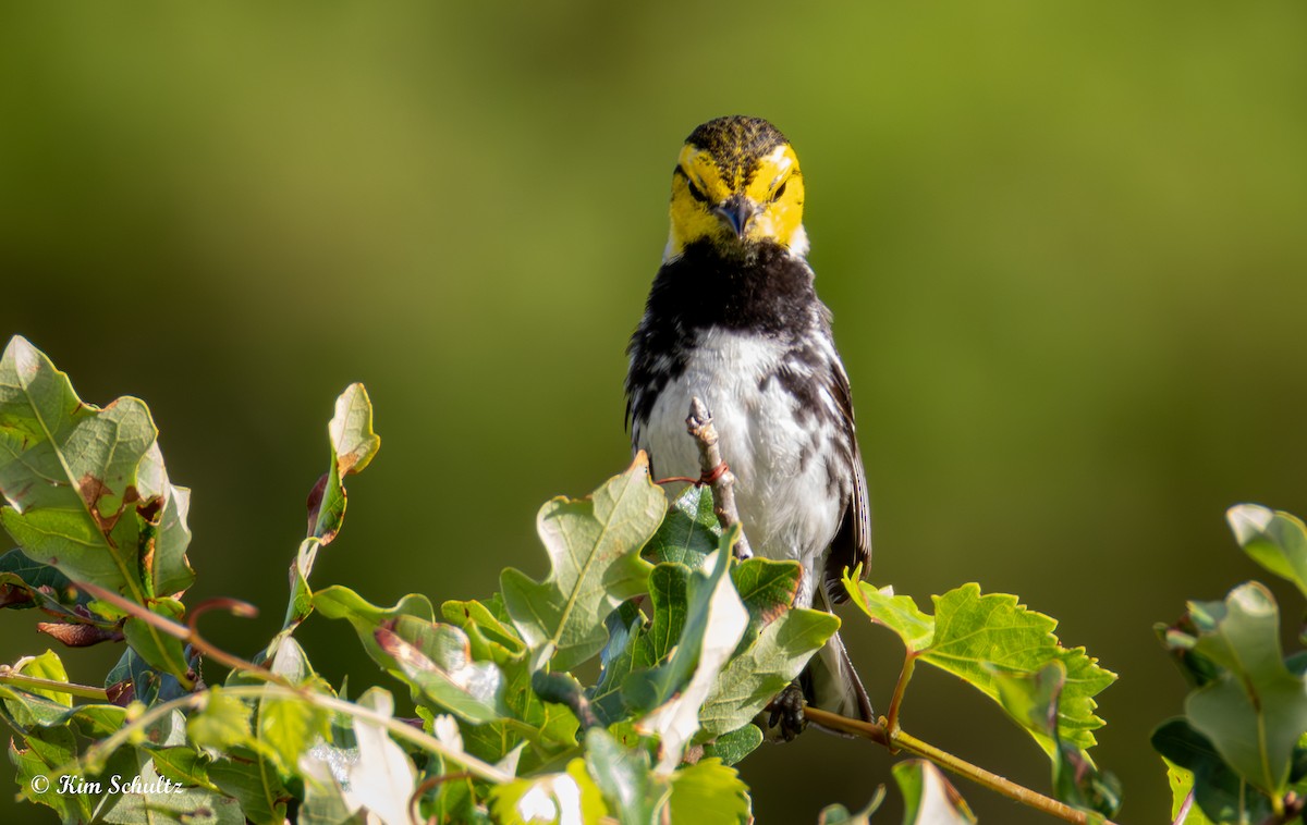 Golden-cheeked Warbler - ML638114961