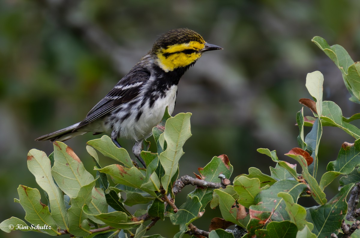 Golden-cheeked Warbler - ML638114962