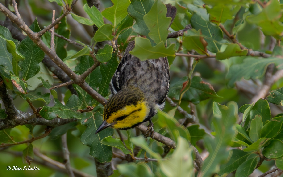 Golden-cheeked Warbler - ML638114963