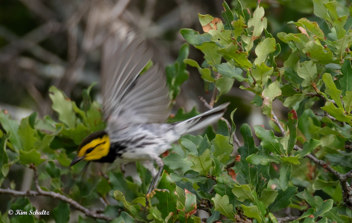 Golden-cheeked Warbler - ML638114964