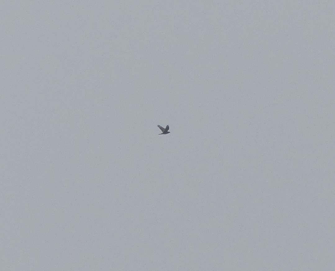 Gray Nightjar - ML638114989