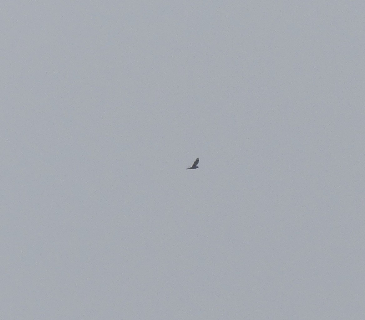 Gray Nightjar - ML638114991