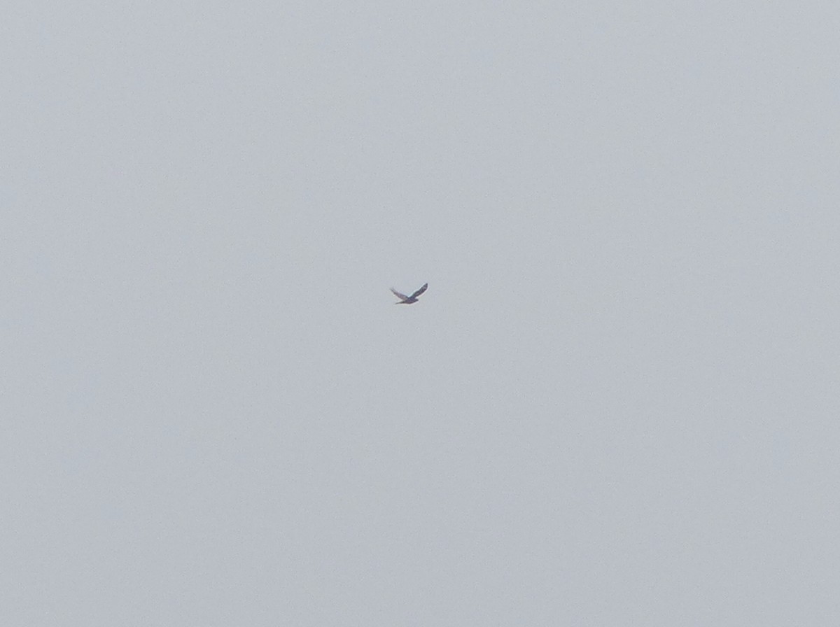 Gray Nightjar - ML638114992