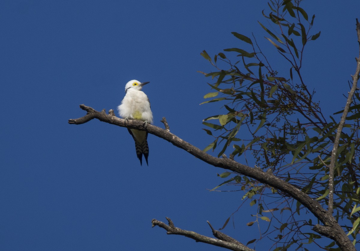 Carpintero Blanco - ML638115002