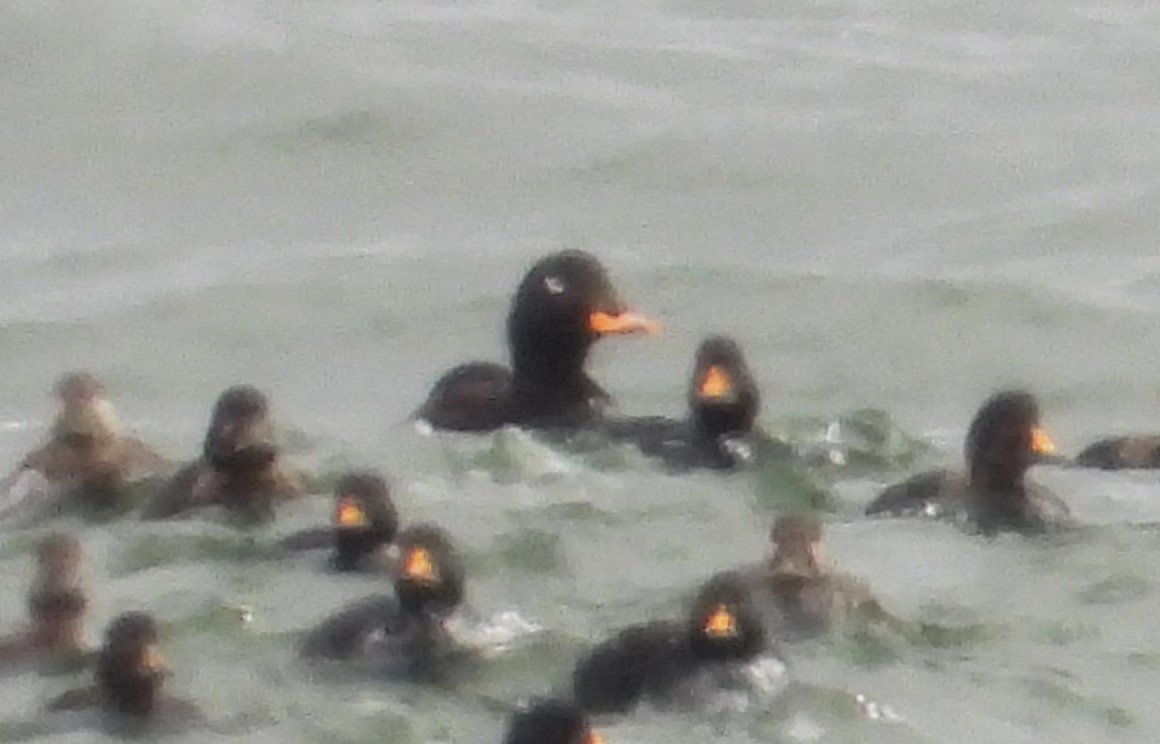 Velvet Scoter - ML638115059