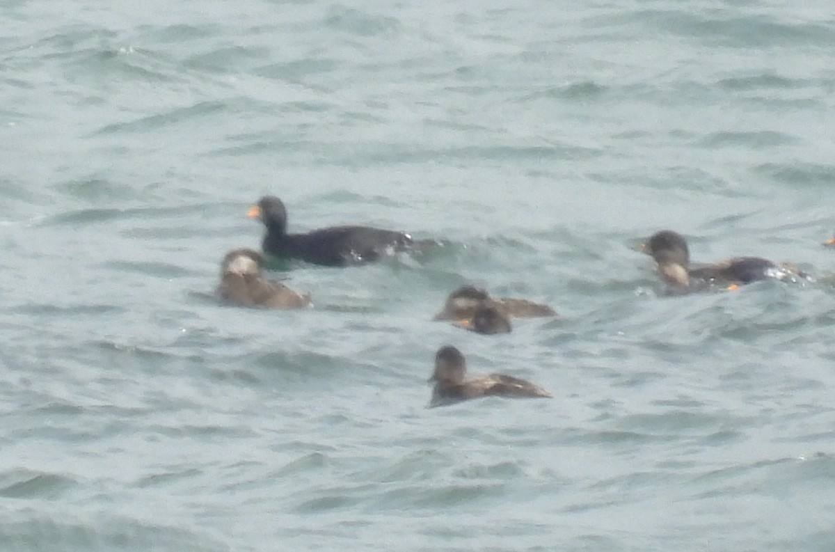 Black Scoter - ML638115088
