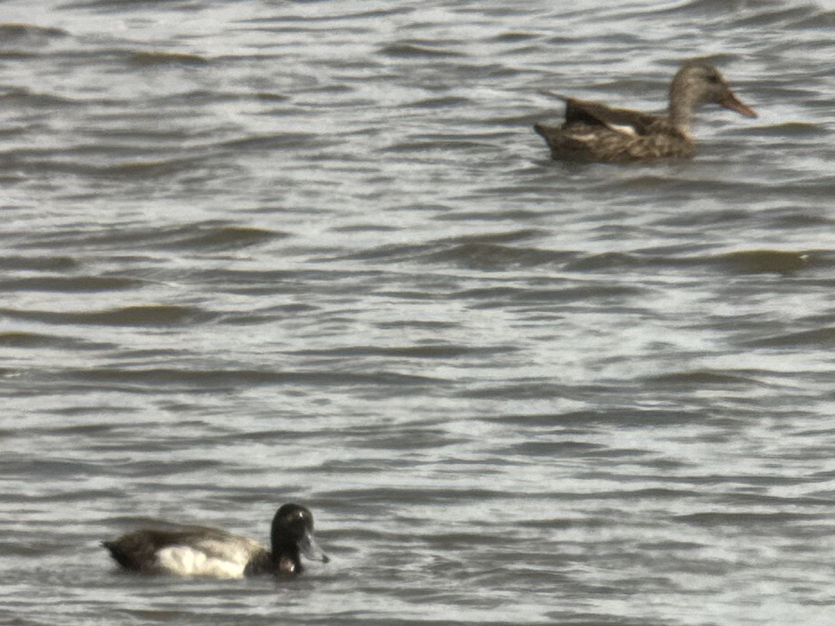 Greater/Lesser Scaup - ML638115100