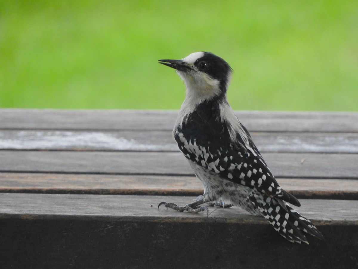 White-fronted Woodpecker - ML638115146