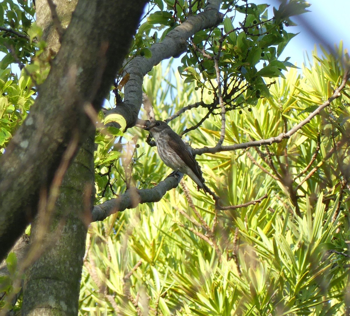 Gray-streaked Flycatcher - ML638115150