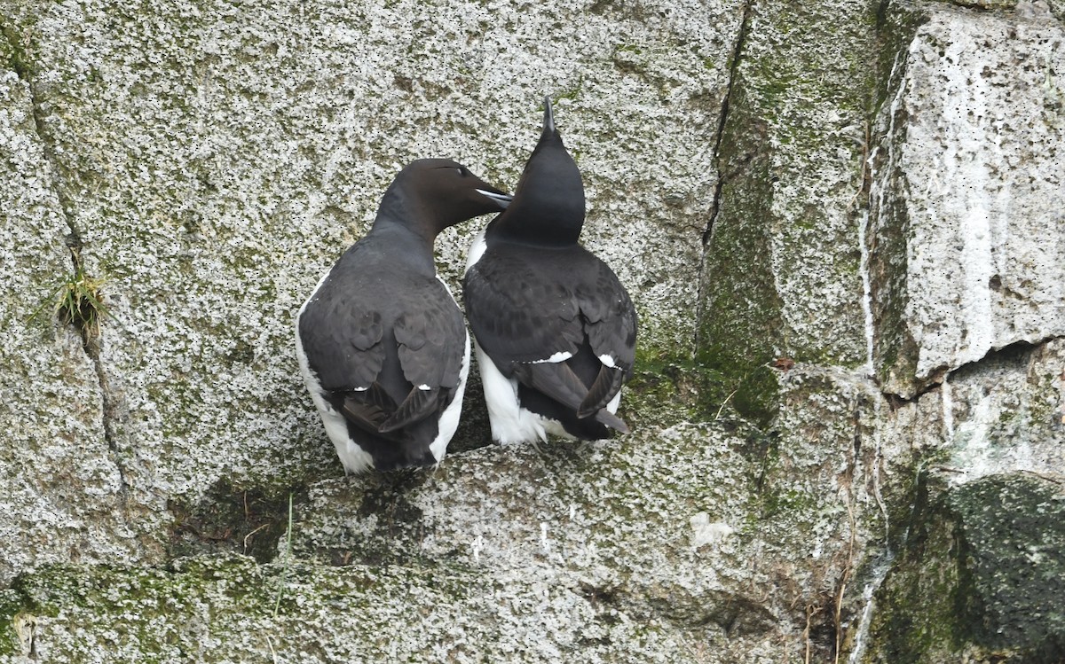 Thick-billed Murre - ML638115204