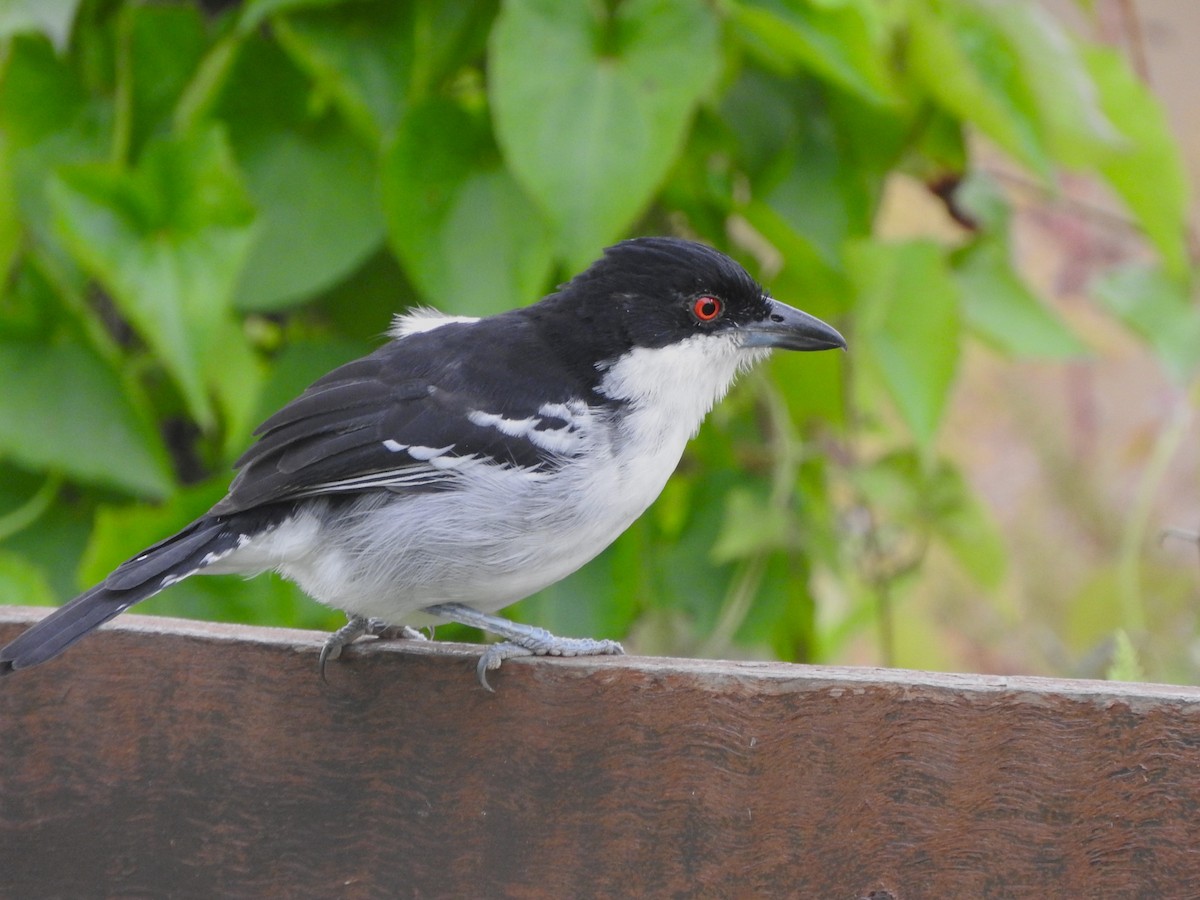 Great Antshrike - ML638115209