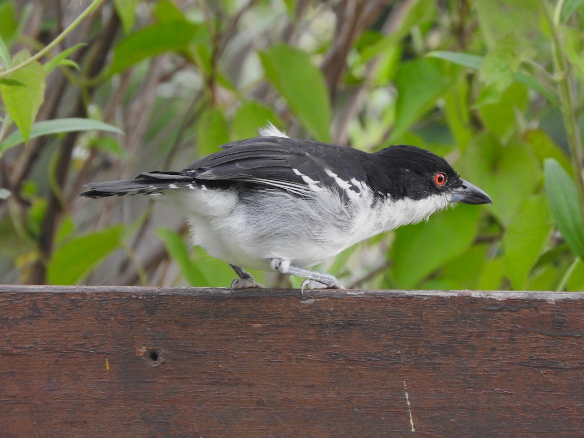 Great Antshrike - ML638115211