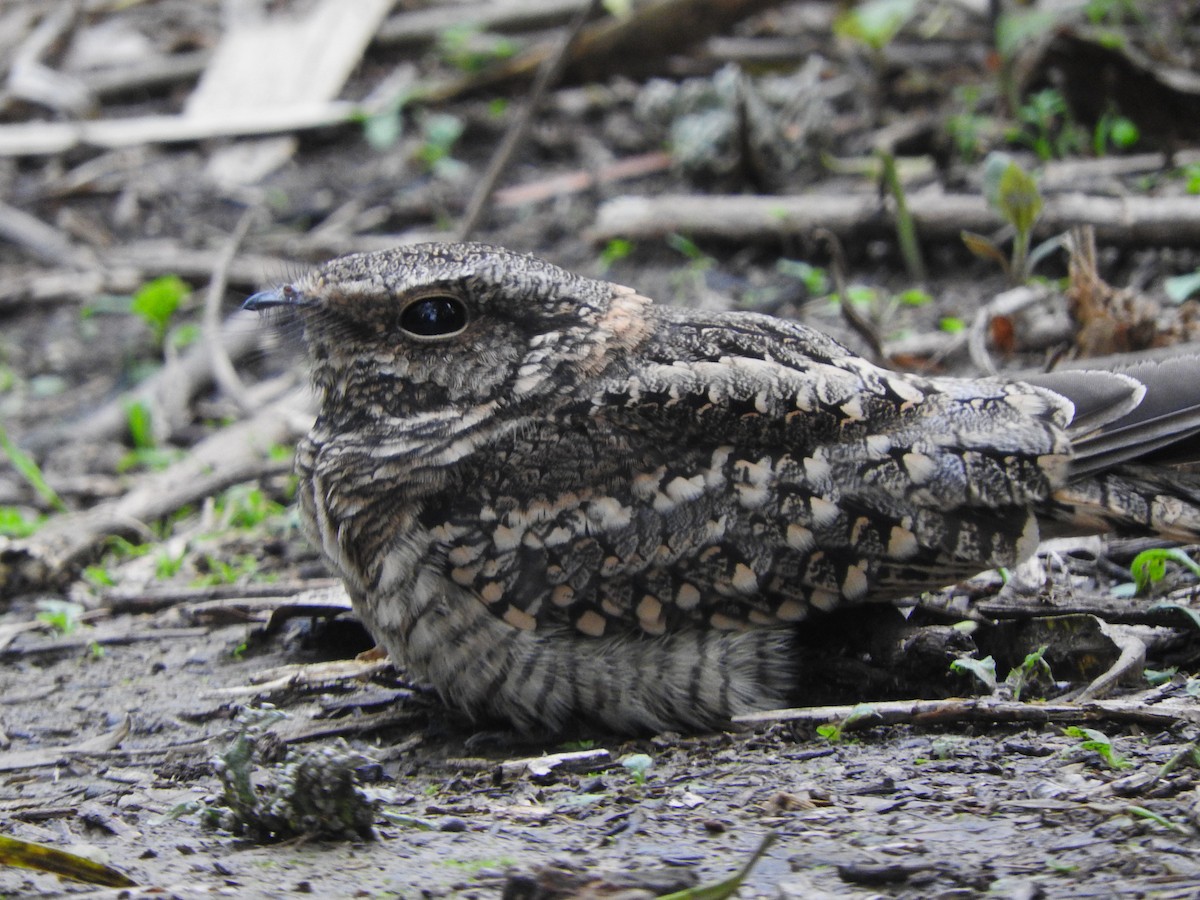 Scissor-tailed Nightjar - ML638115221
