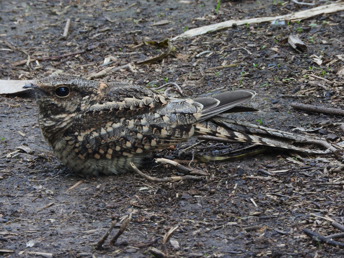 Scissor-tailed Nightjar - ML638115222