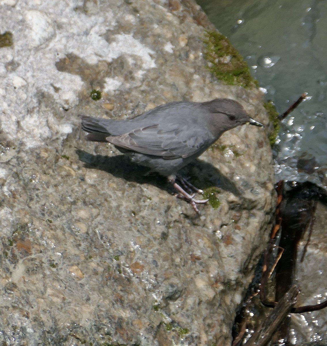 American Dipper - ML638115223