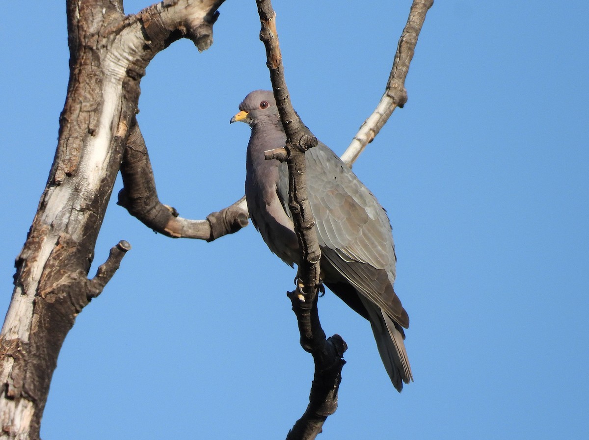 Band-tailed Pigeon - ML638115241