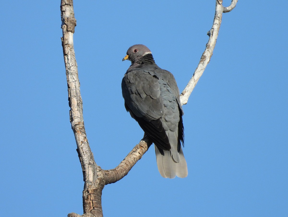 Band-tailed Pigeon - ML638115242