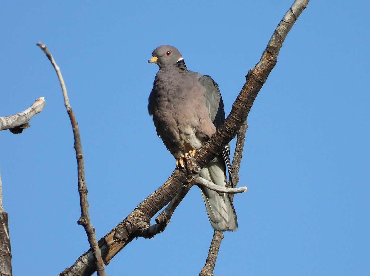 Band-tailed Pigeon - ML638115243