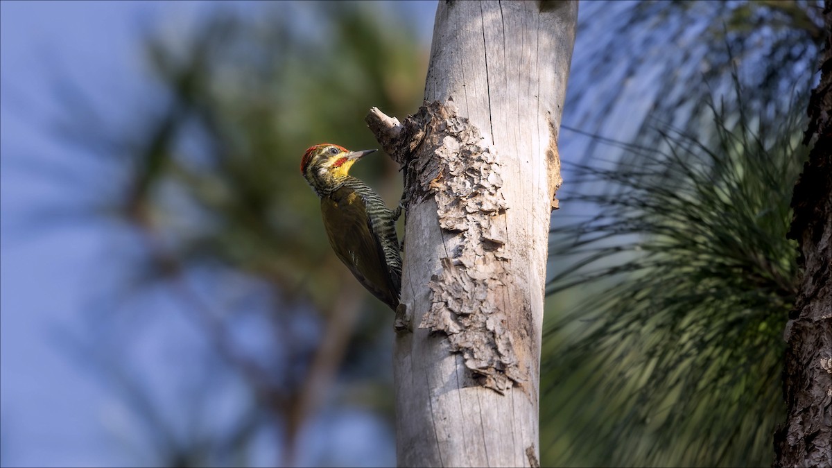 White-browed Woodpecker - ML638115256