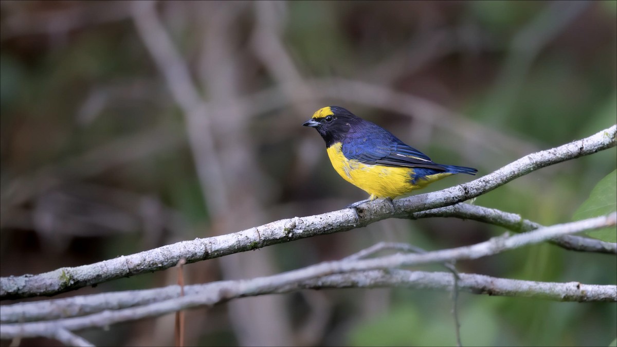 Purple-throated Euphonia - ML638115262