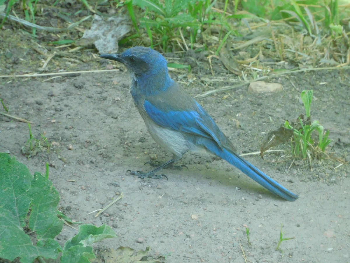 Woodhouse's Scrub-Jay - ML638115271