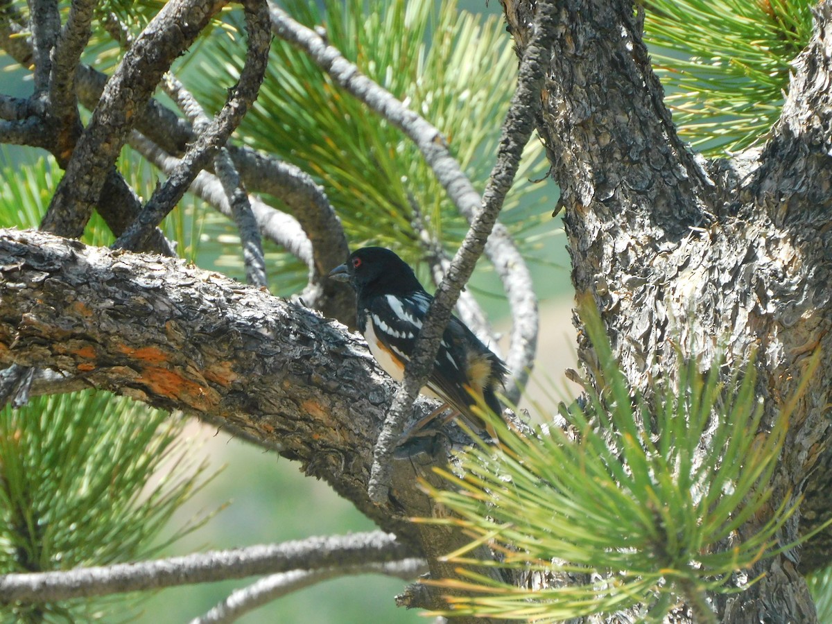 Spotted Towhee - ML638115295