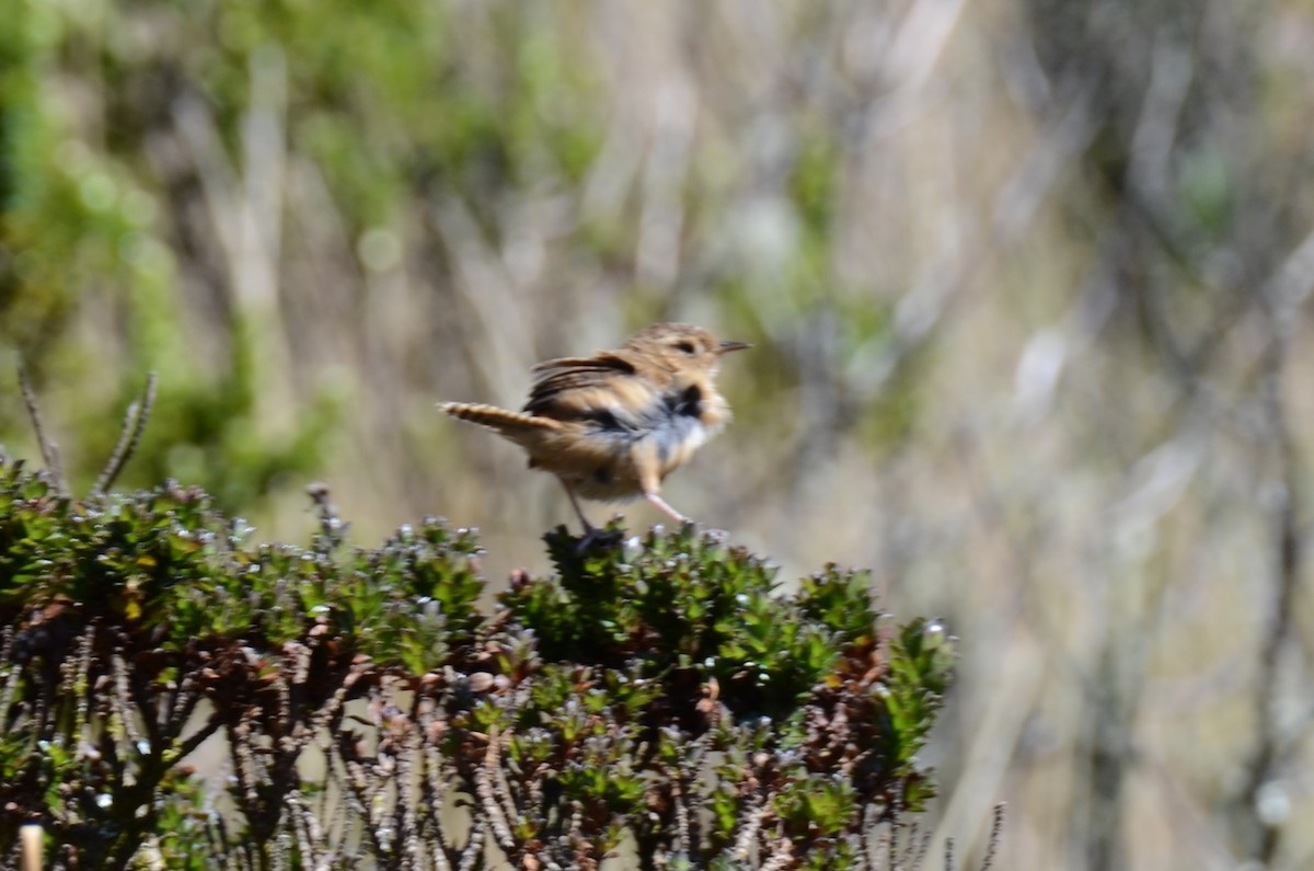 Grass Wren - ML638115322