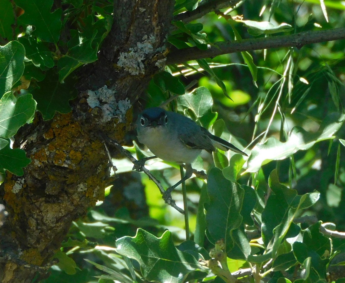 Blue-gray Gnatcatcher - ML638115339