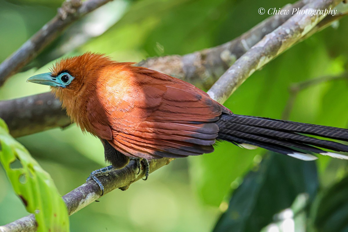 Raffles's Malkoha - ML638115362