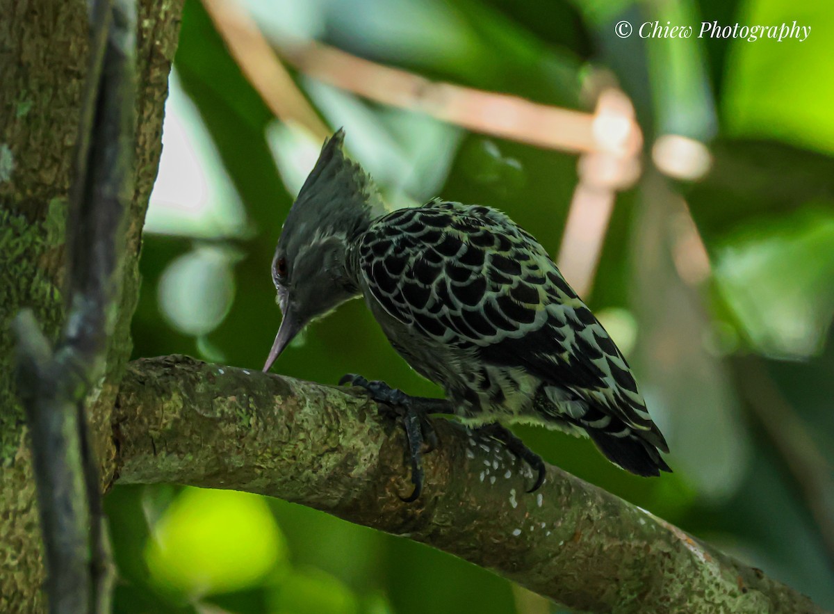 Gray-and-buff Woodpecker - ML638115366