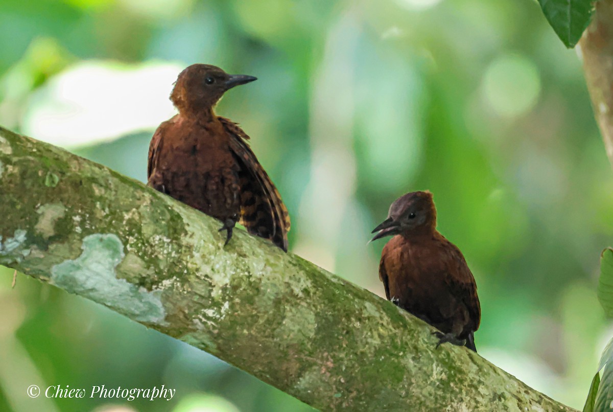 Rufous Woodpecker - ML638115369