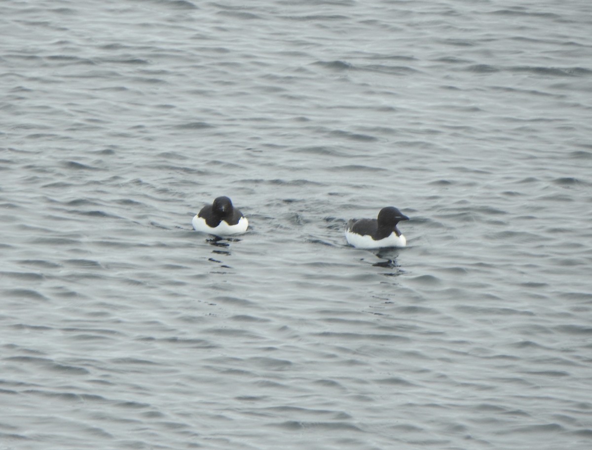 Thick-billed Murre - ML638115371