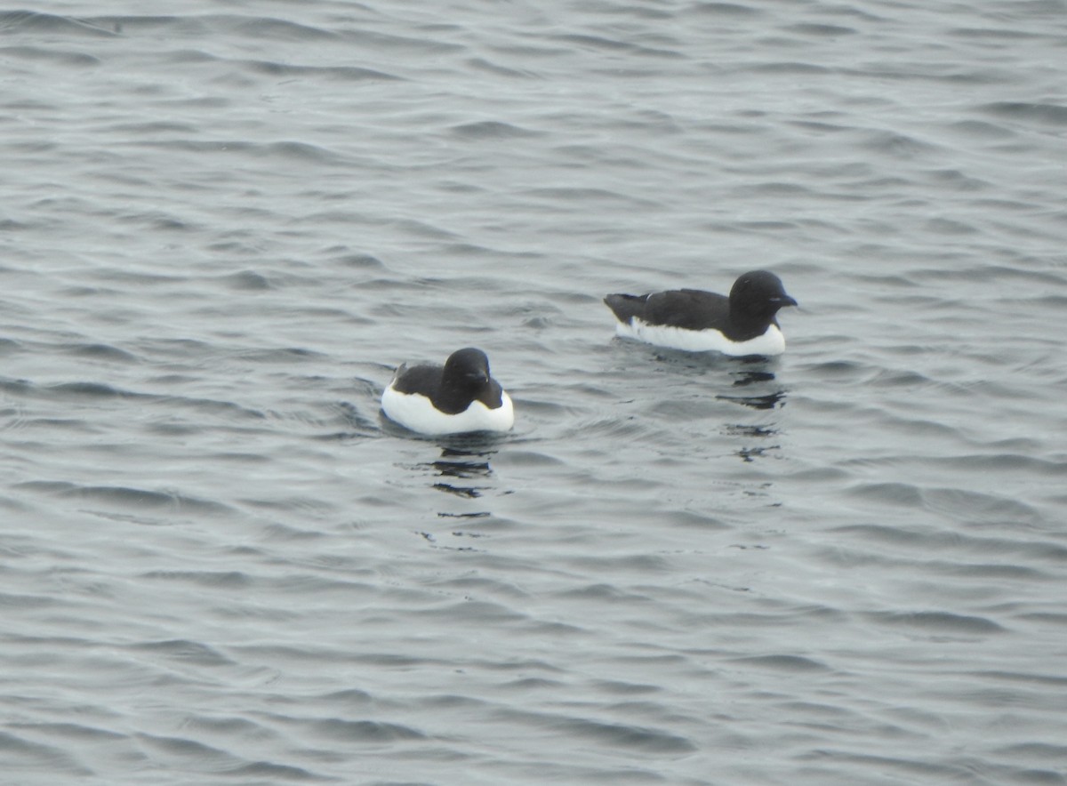 Thick-billed Murre - ML638115372