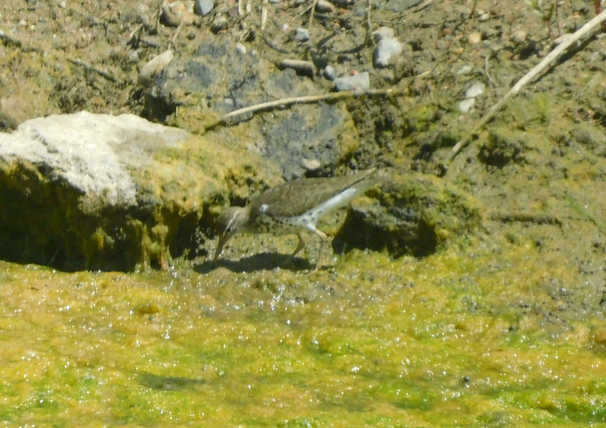 Spotted Sandpiper - ML638115382