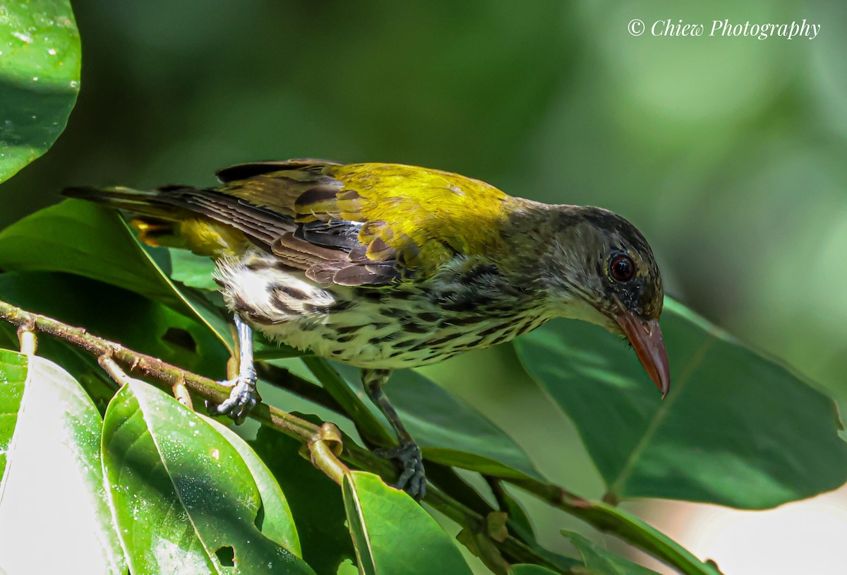 Ventriloquial Oriole - ML638115386