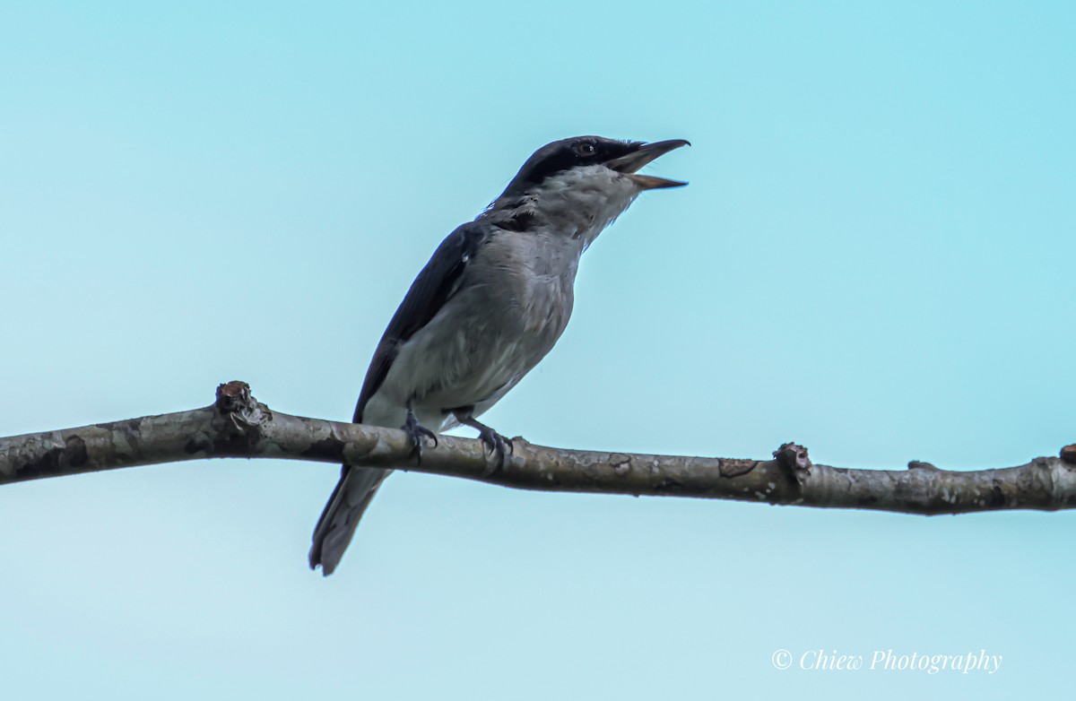 Large Woodshrike - ML638115388