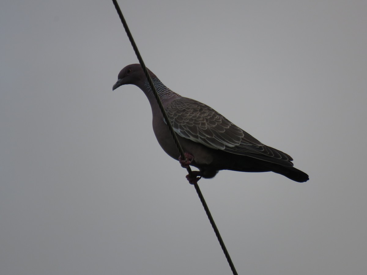 Picazuro Pigeon - ML638115403