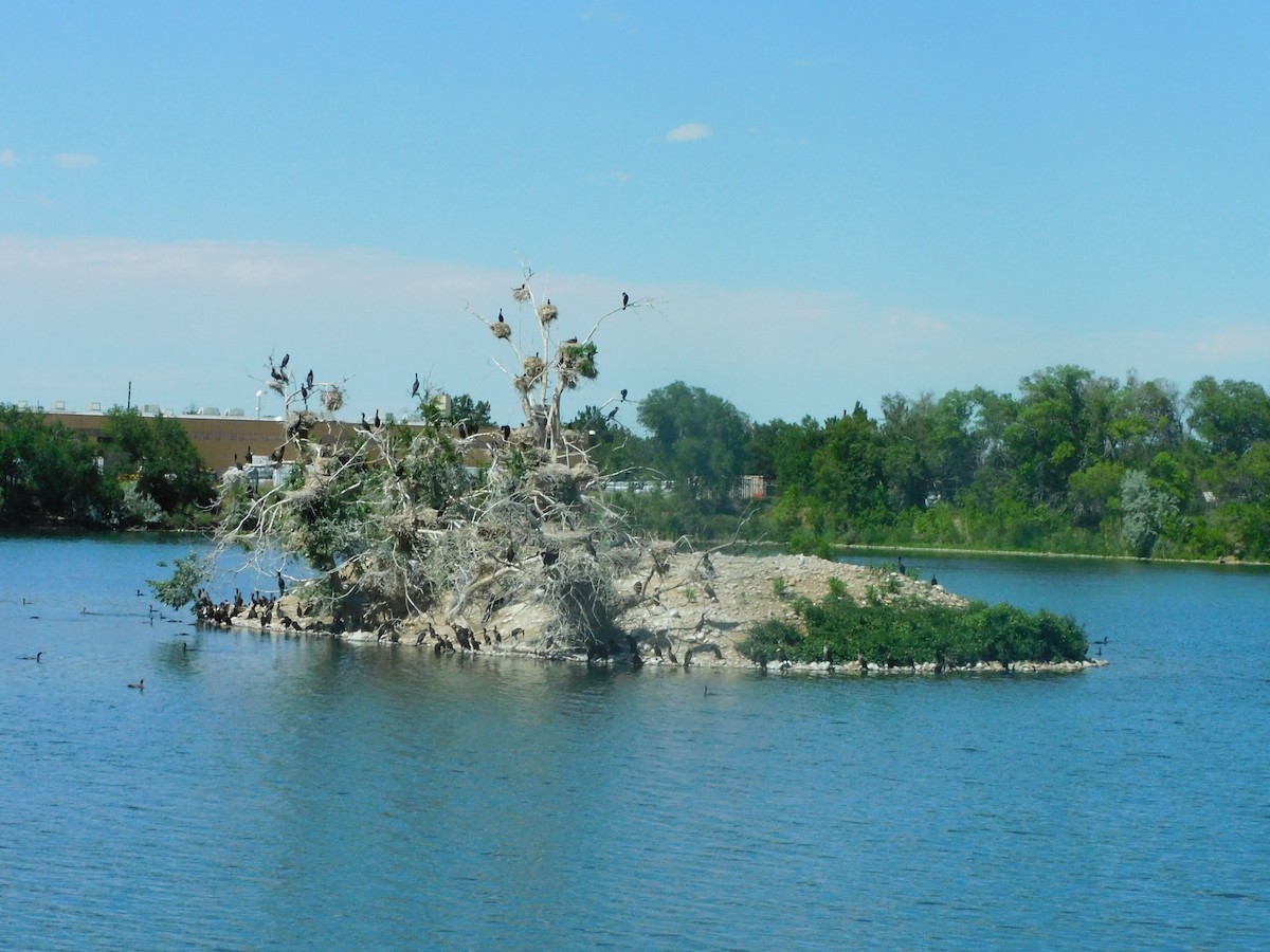 Double-crested Cormorant - ML638115412