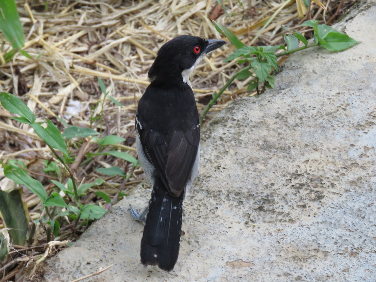 Great Antshrike - ML638115416