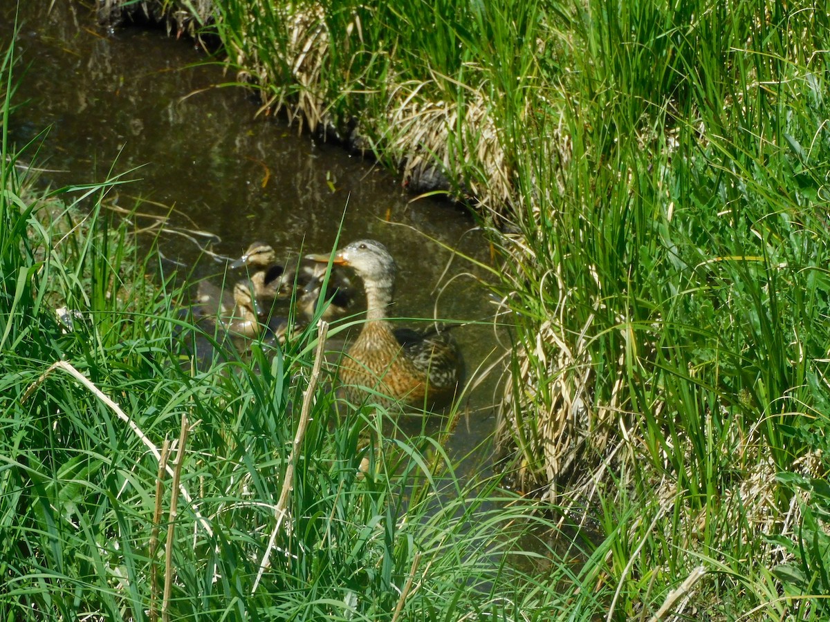 綠頭鴨 - ML638115443