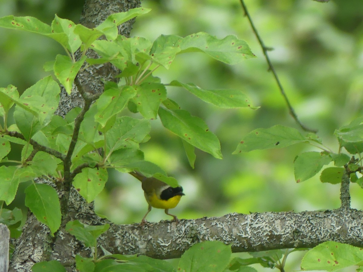 Common Yellowthroat - ML638115445