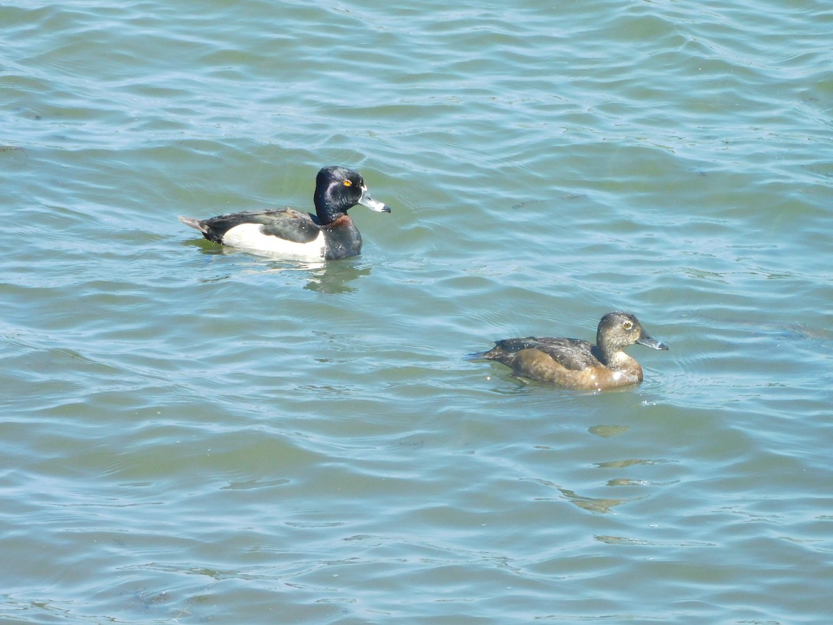 環頸潛鴨 - ML638115464