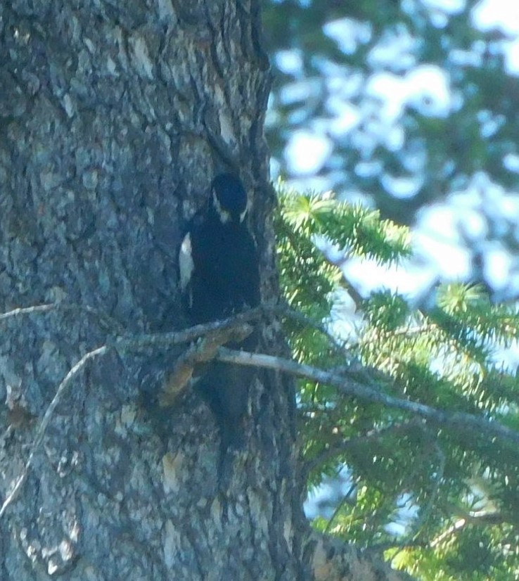 Williamson's Sapsucker - ML638115471