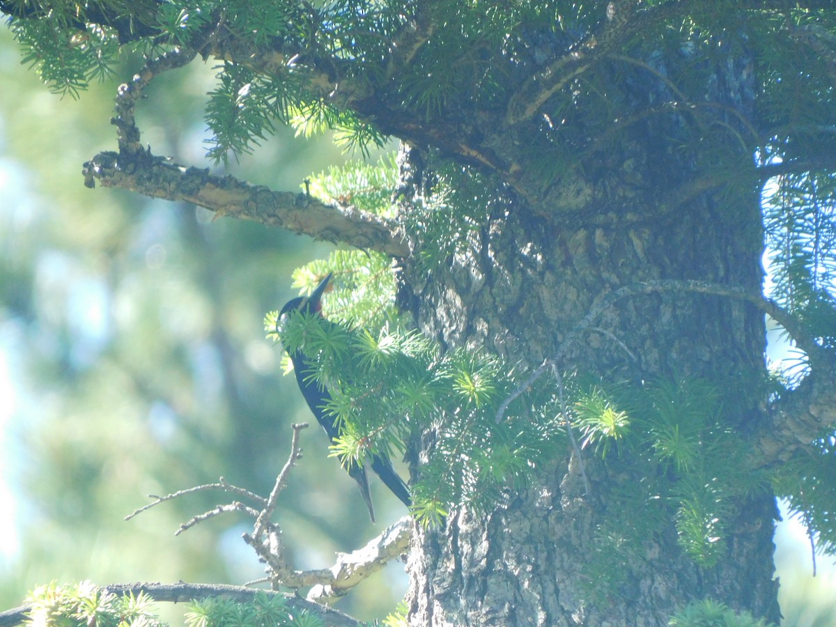 Williamson's Sapsucker - ML638115474